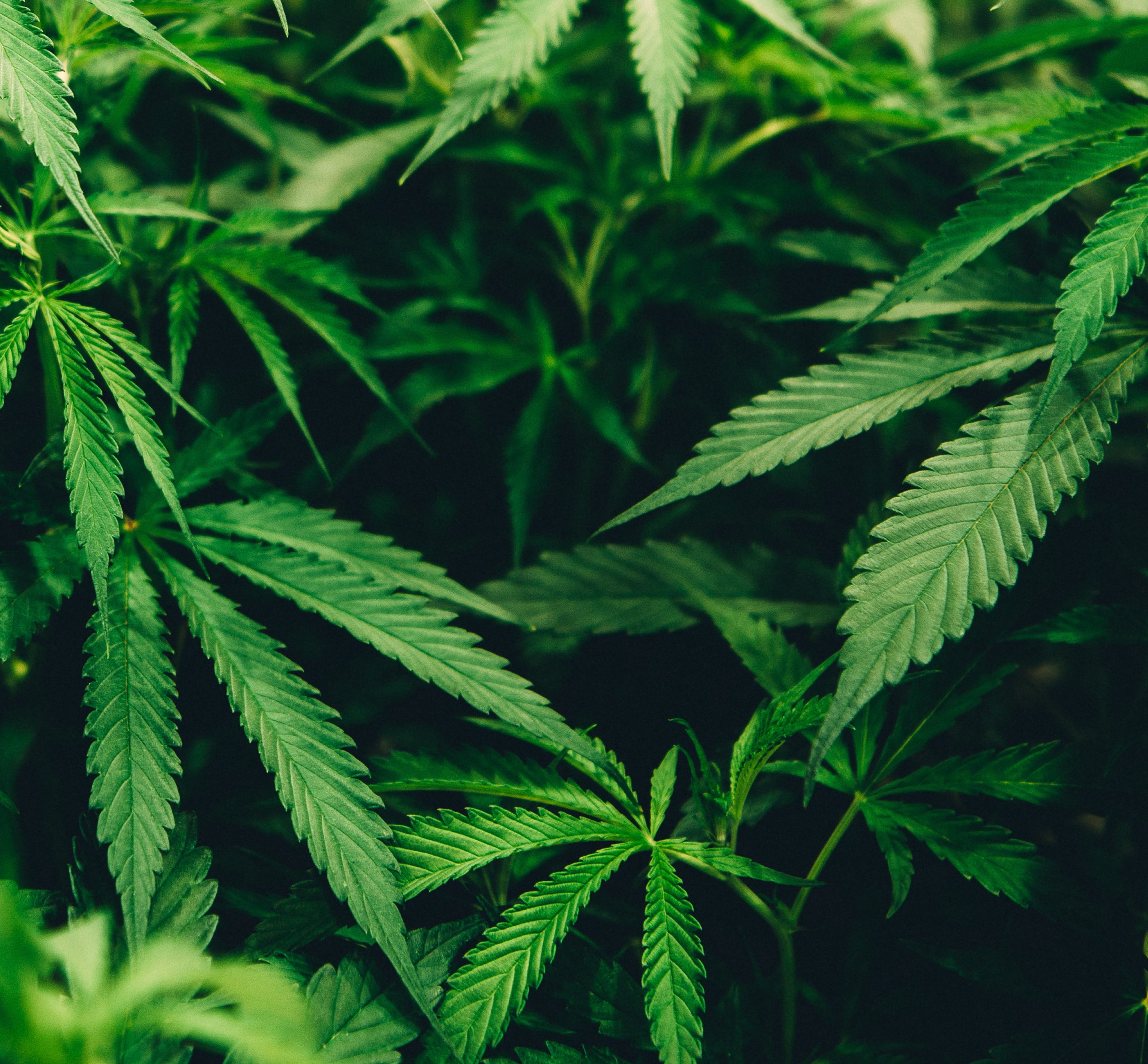 sativa image here